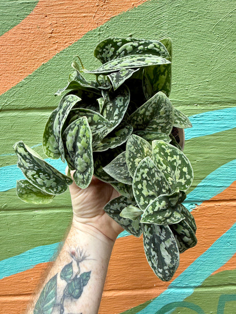 5" Scindapsus 'Tricolor' - Canopy Plant Co.