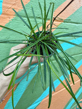 4” Hoya insularis