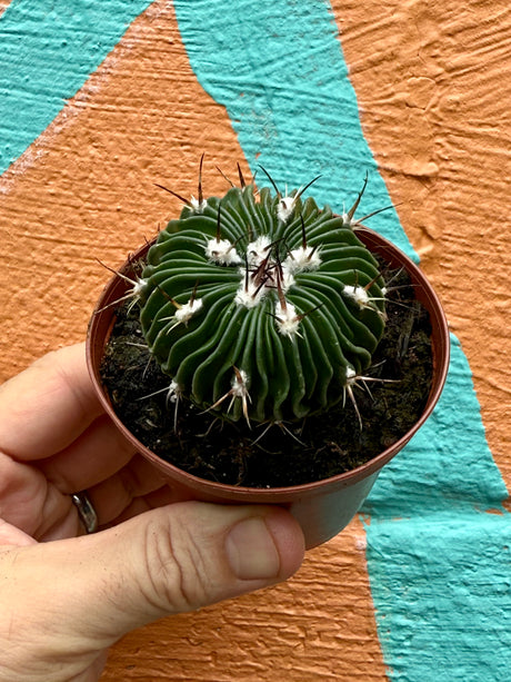 3" Stenocactus multicostatus 'Brain Cactus' - Canopy Plant Co.