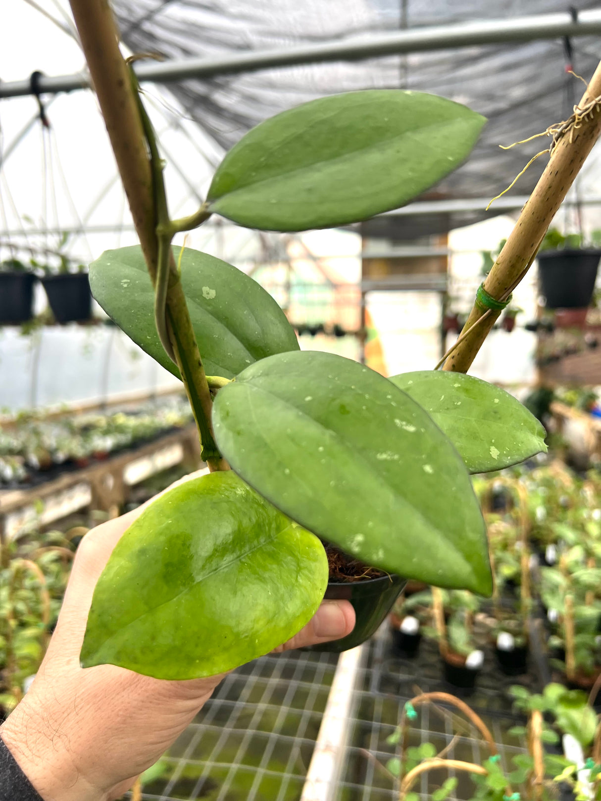 4" Hoya Noelle (vitellinoides x vitellina)