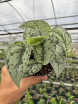 4" Scindapsus 'Silver Lady'