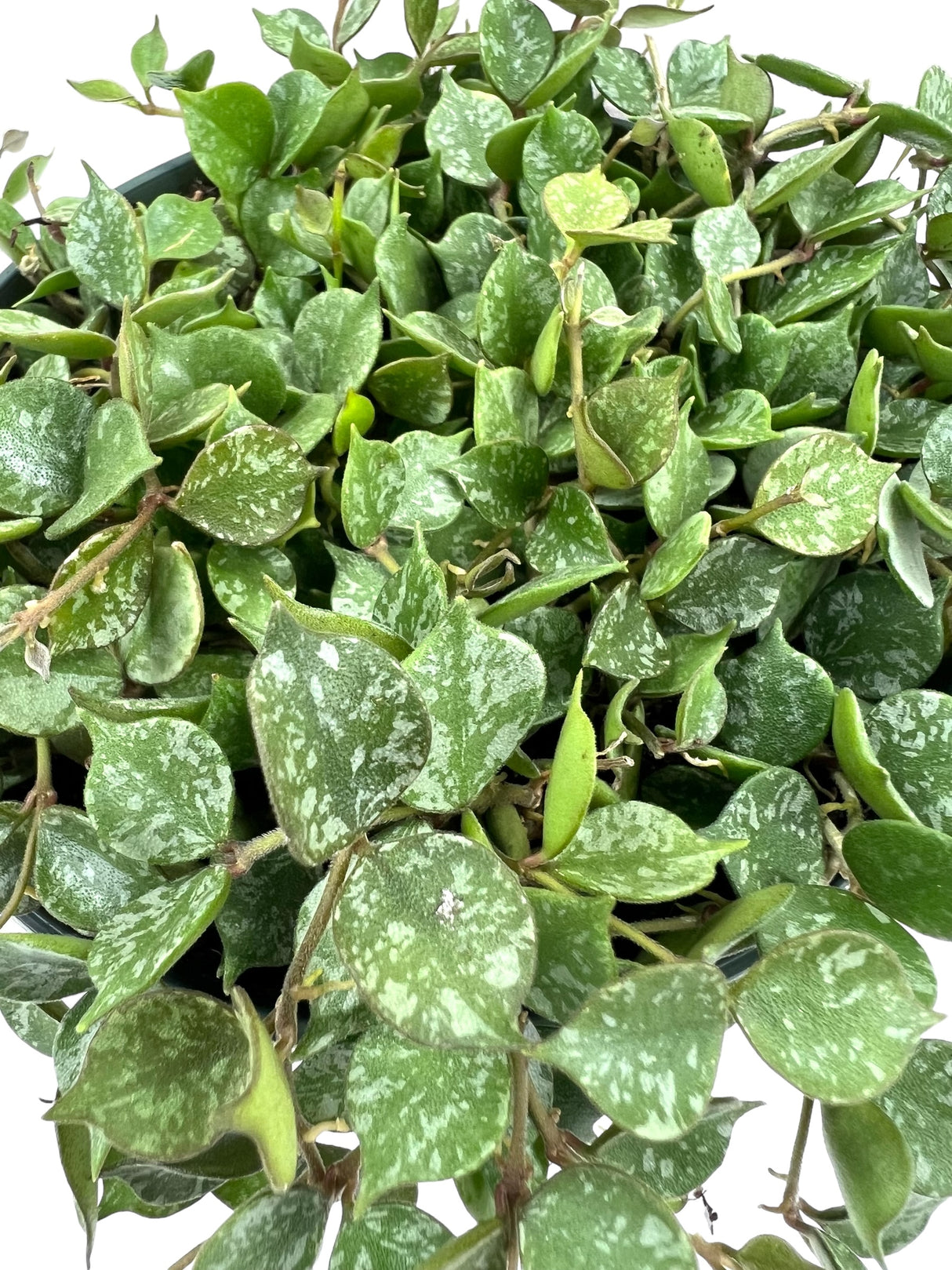 6" Hoya curtisii