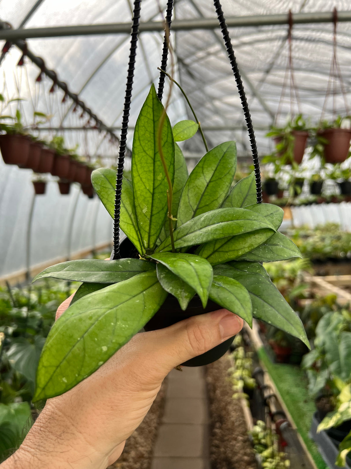 4” Hoya crassipetiolata hanging basket