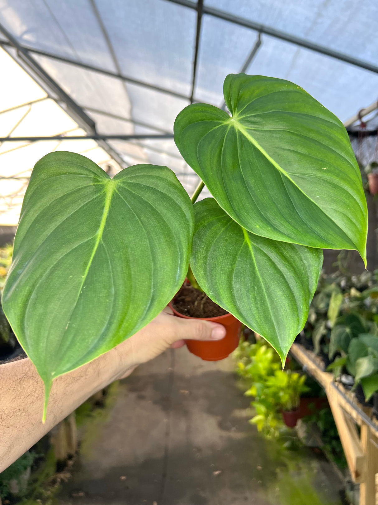 4" Philodendron Dean McDowell