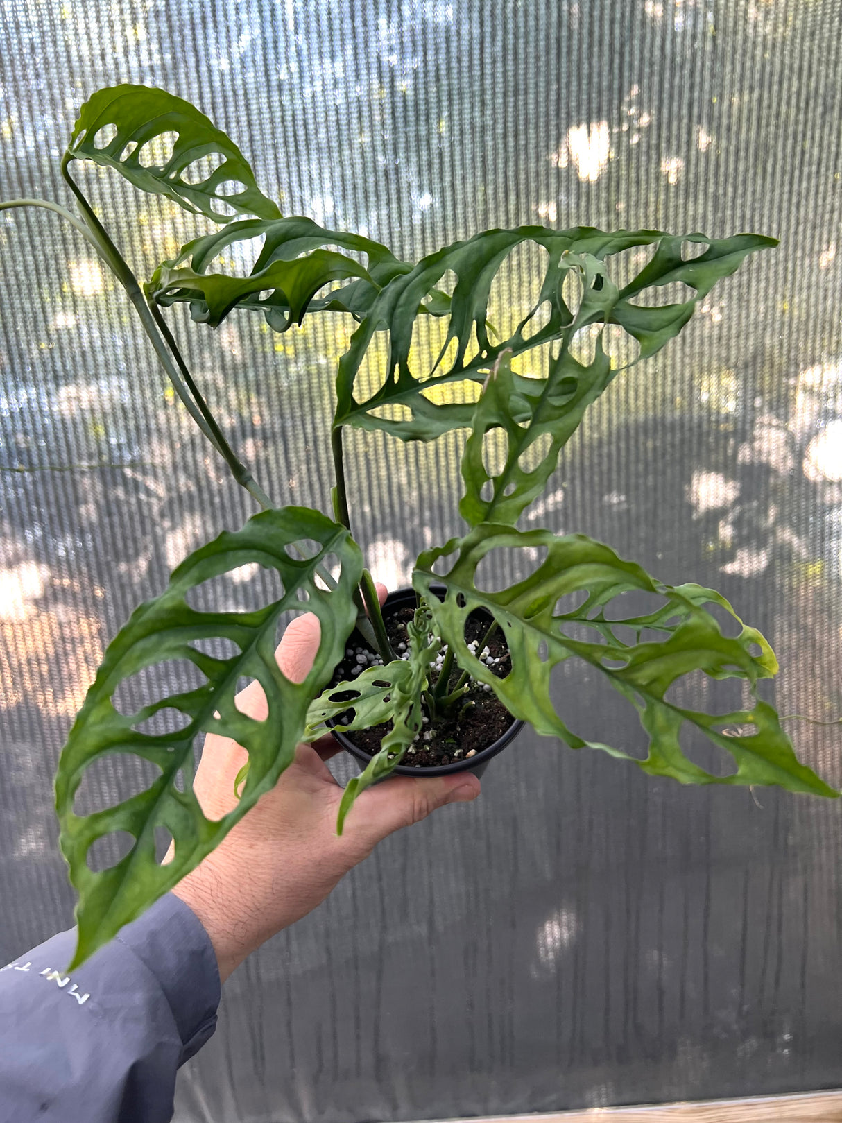 4" Monstera obliqua sp. Peru