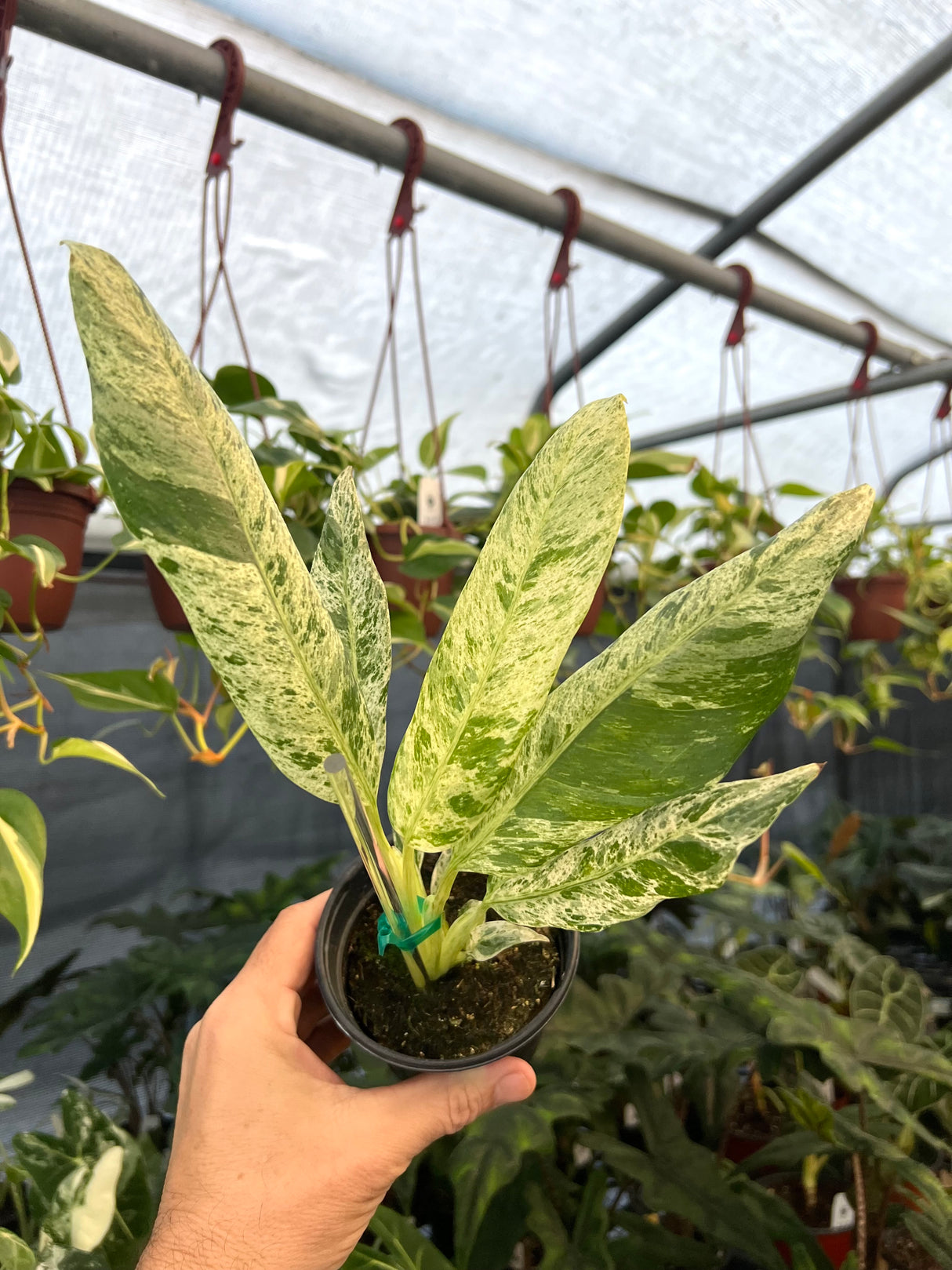 4" Epipremnum giganteum variegated