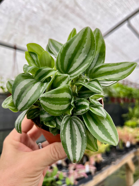 4" Peperomia verschaffeltii 'Mini Watermelon' - Canopy Plant Co.