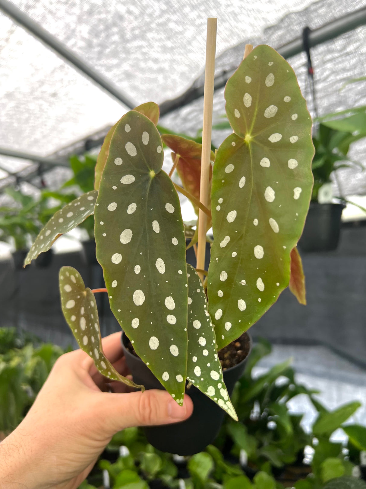 4" Begonia maculata