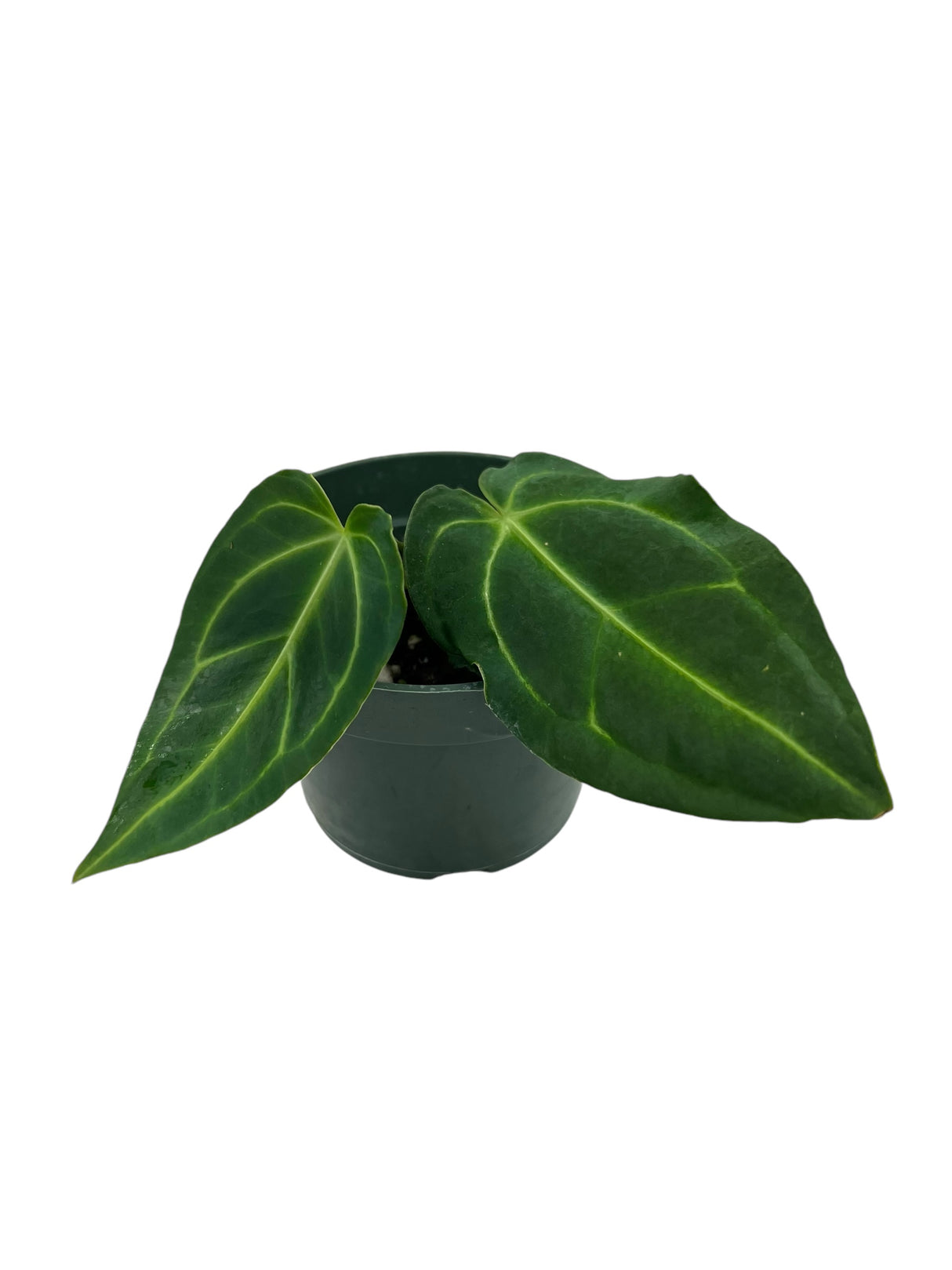 4" Anthurium regale (starter)