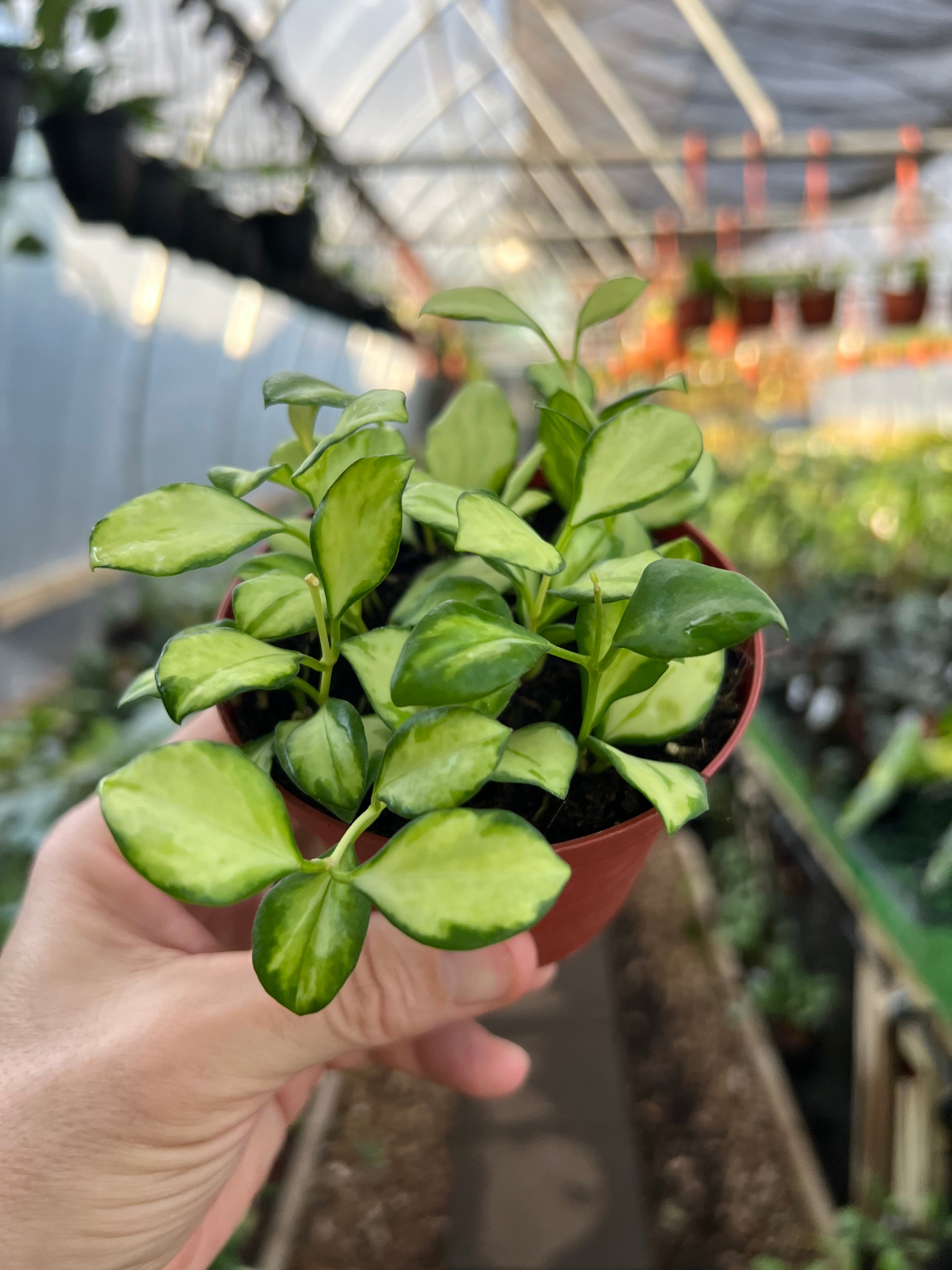 Hoya Heuschkeliana yellow in 4”pot sale - rare hoya - wax plant - attractive foliage - beautiful scented flowers - houseplant - flashy leaves