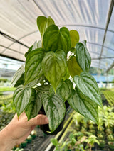 4" Philodendron brandtianum