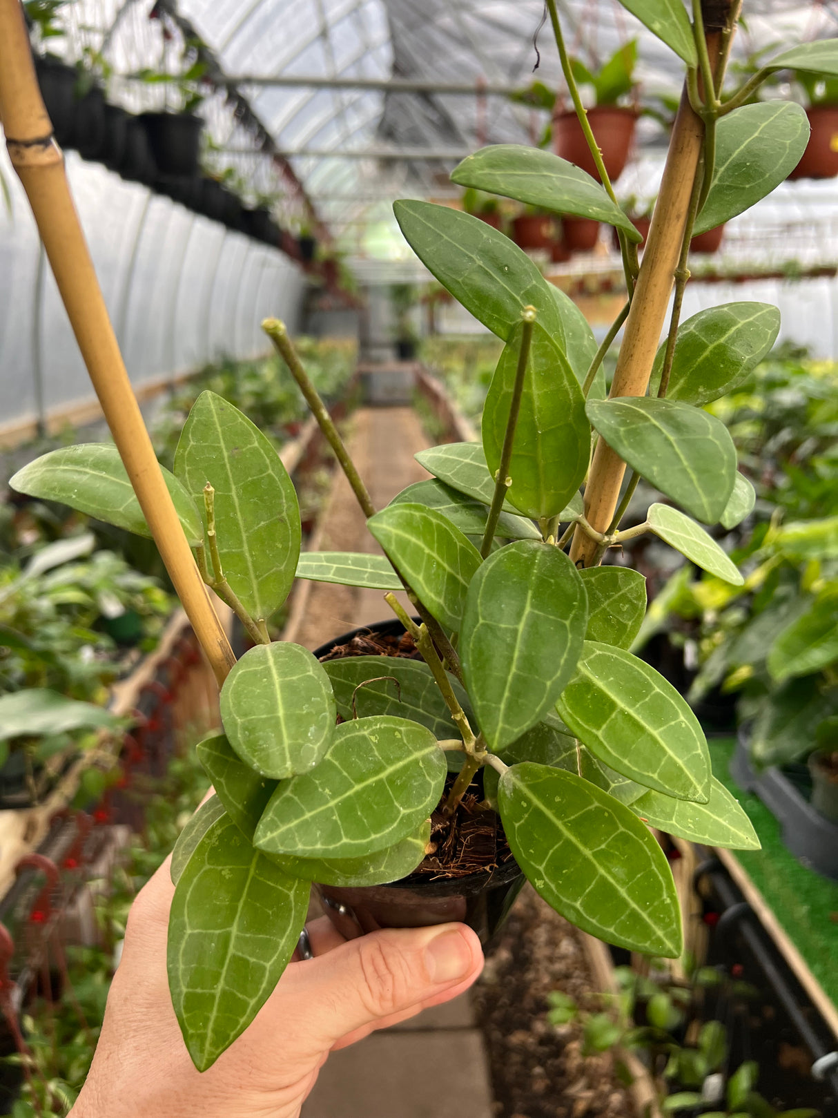 4" Hoya elliptica w/ trellis