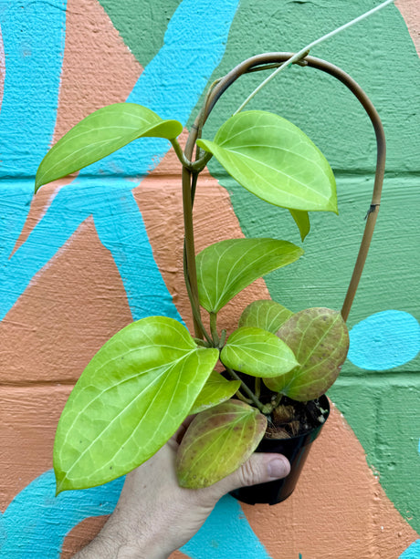 4" Hoya cominsii w/ trellis - Canopy Plant Co.
