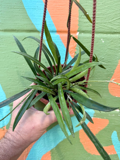 4" Hoya shepherdii hanging basket