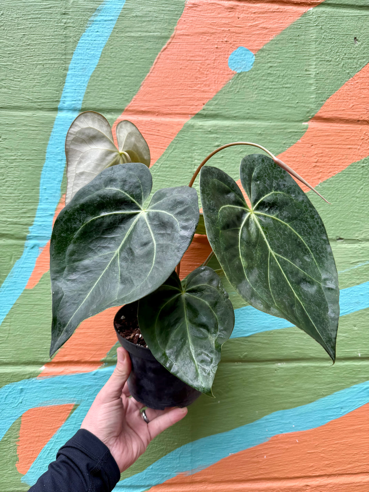 6” Anthurium magnificum OR1