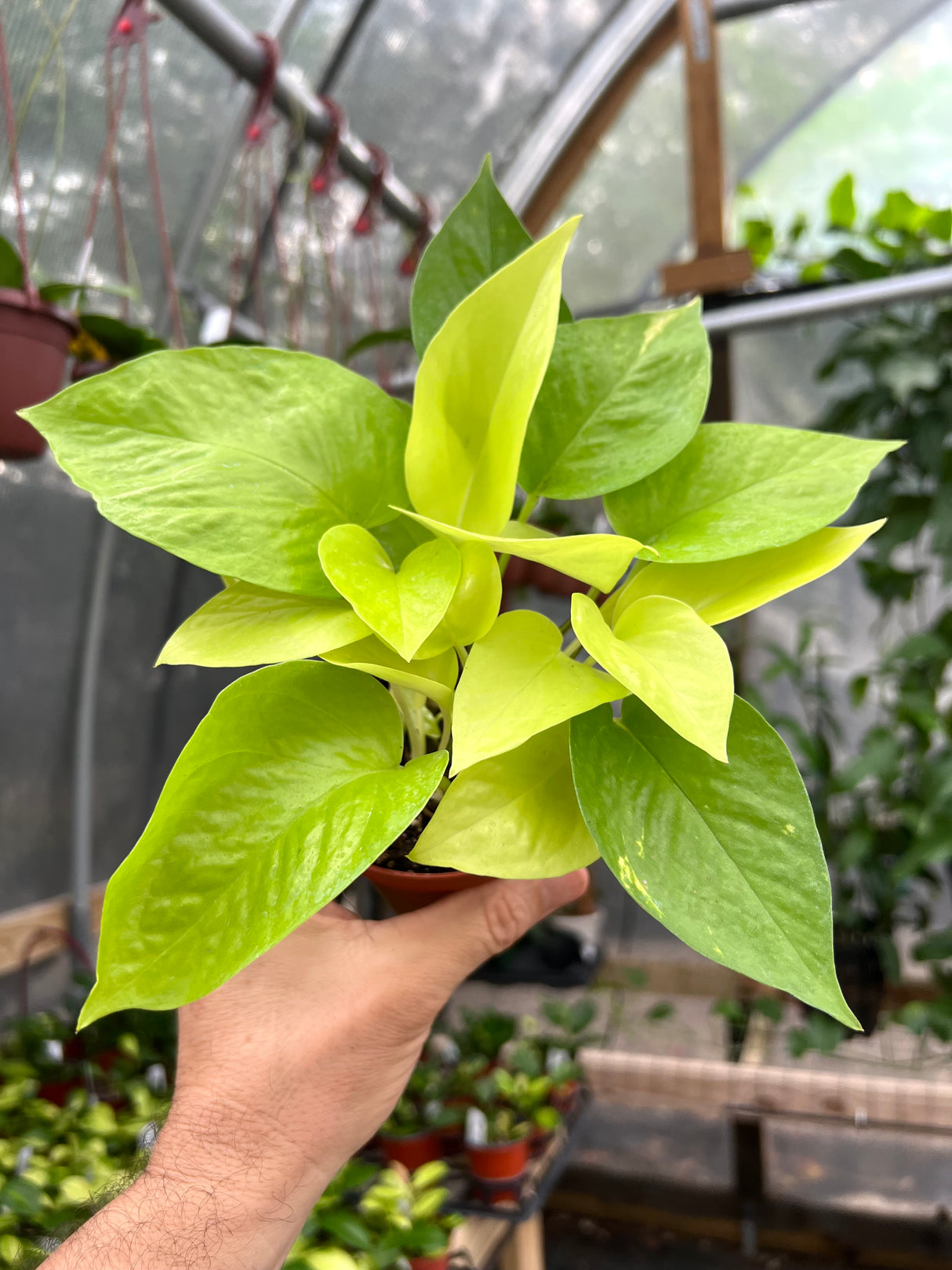 4" Pothos Neon