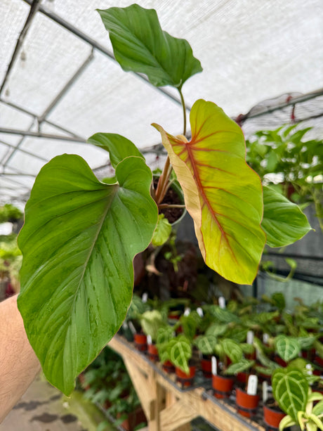 4" Adelonema 'Red Velvet' - Canopy Plant Co.