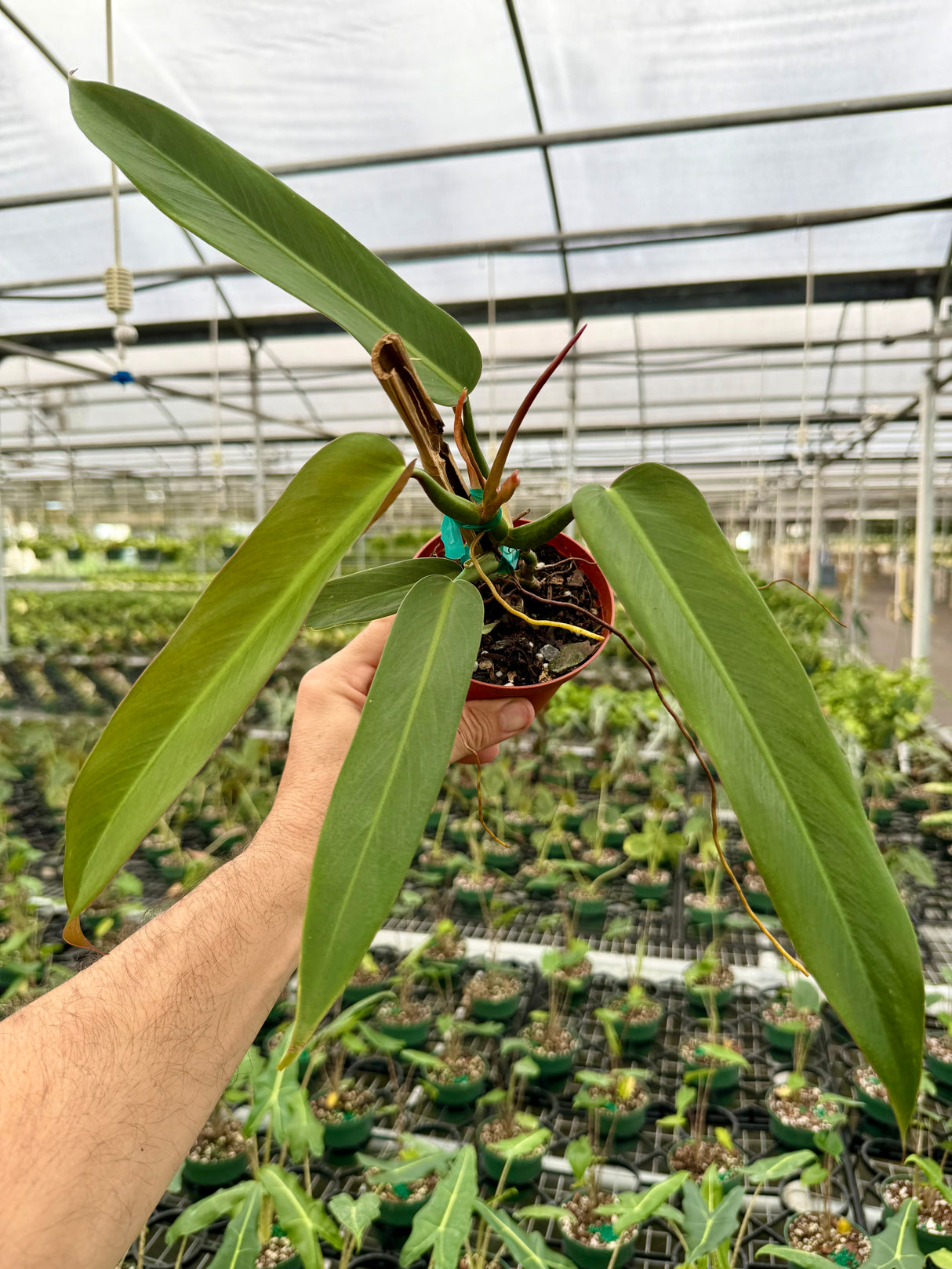 4” Philodendron ‘Bicolor’