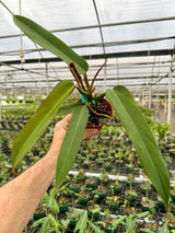 4” Philodendron ‘Bicolor’