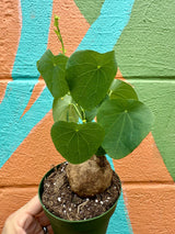 4" Stephania erecta - Canopy Plant Co.