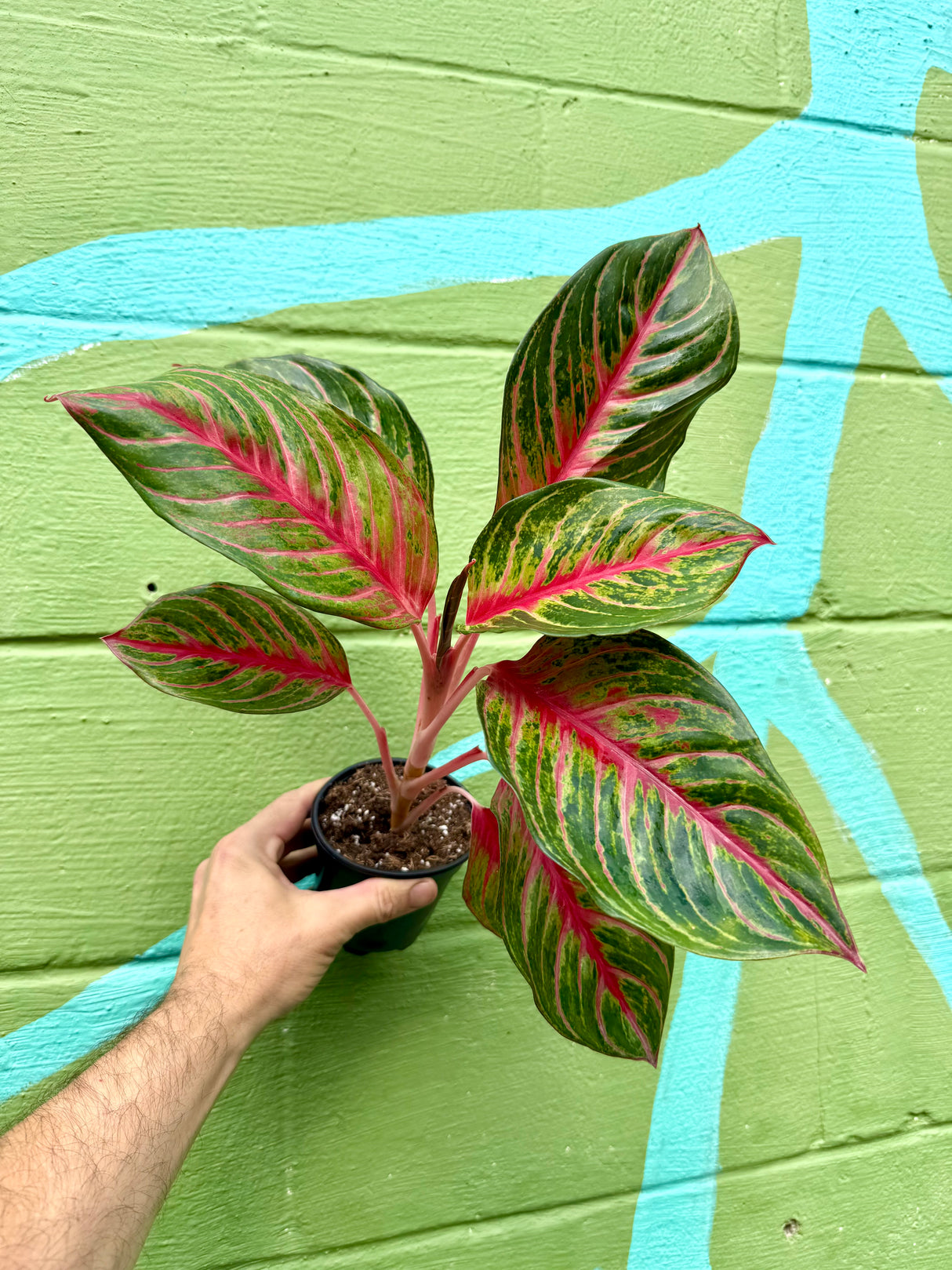 4” Aglaonema 'Black Dragon'