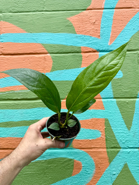 4" Anthurium 'Big Bill' - Canopy Plant Co.