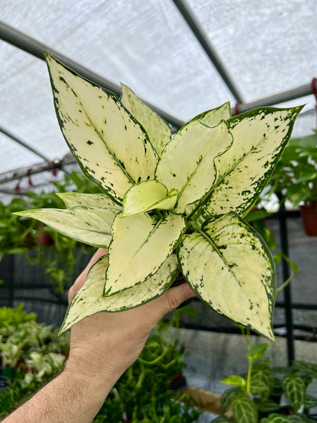 4” Aglaonema 'Paragon' - Canopy Plant Co.