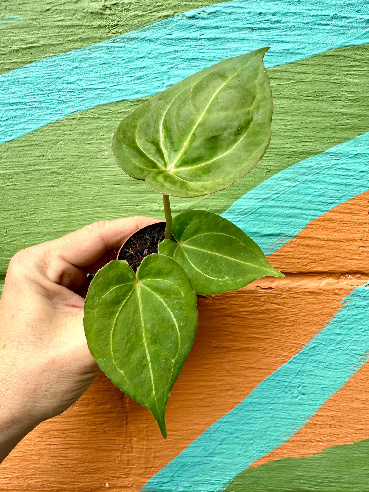 2" Anthurium 'King of Spades'