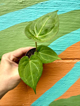 2" Anthurium 'King of Spades'