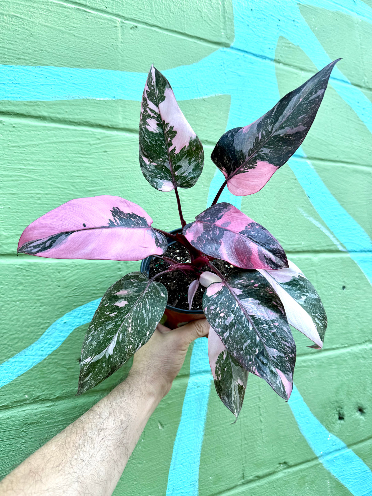 6” Philodendron 'Pink Princess' (Marble variegated)
