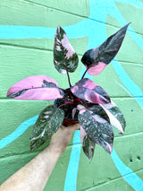 6” Philodendron 'Pink Princess' (Marble variegated)