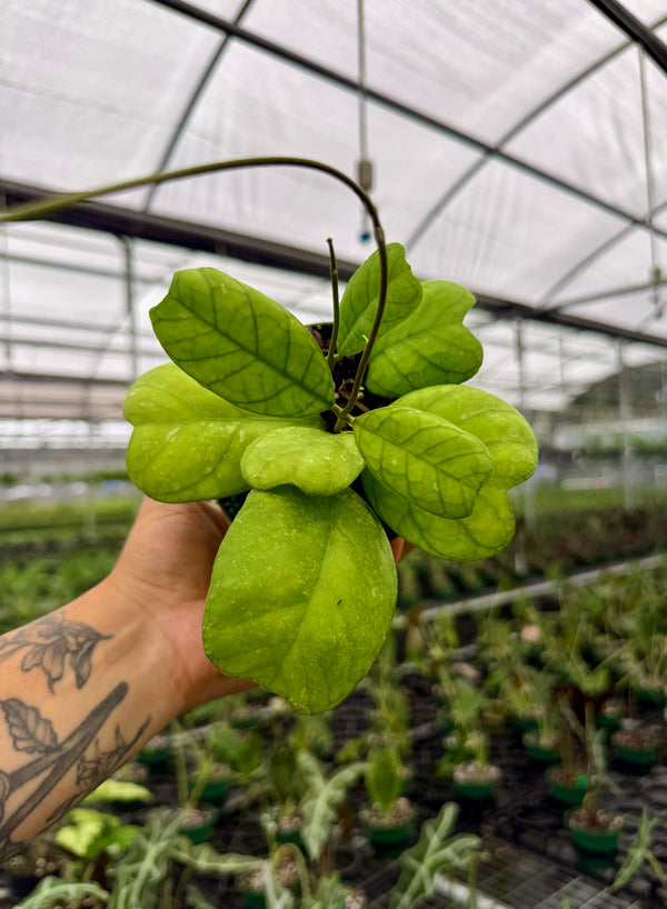 4” Hoya deykeae