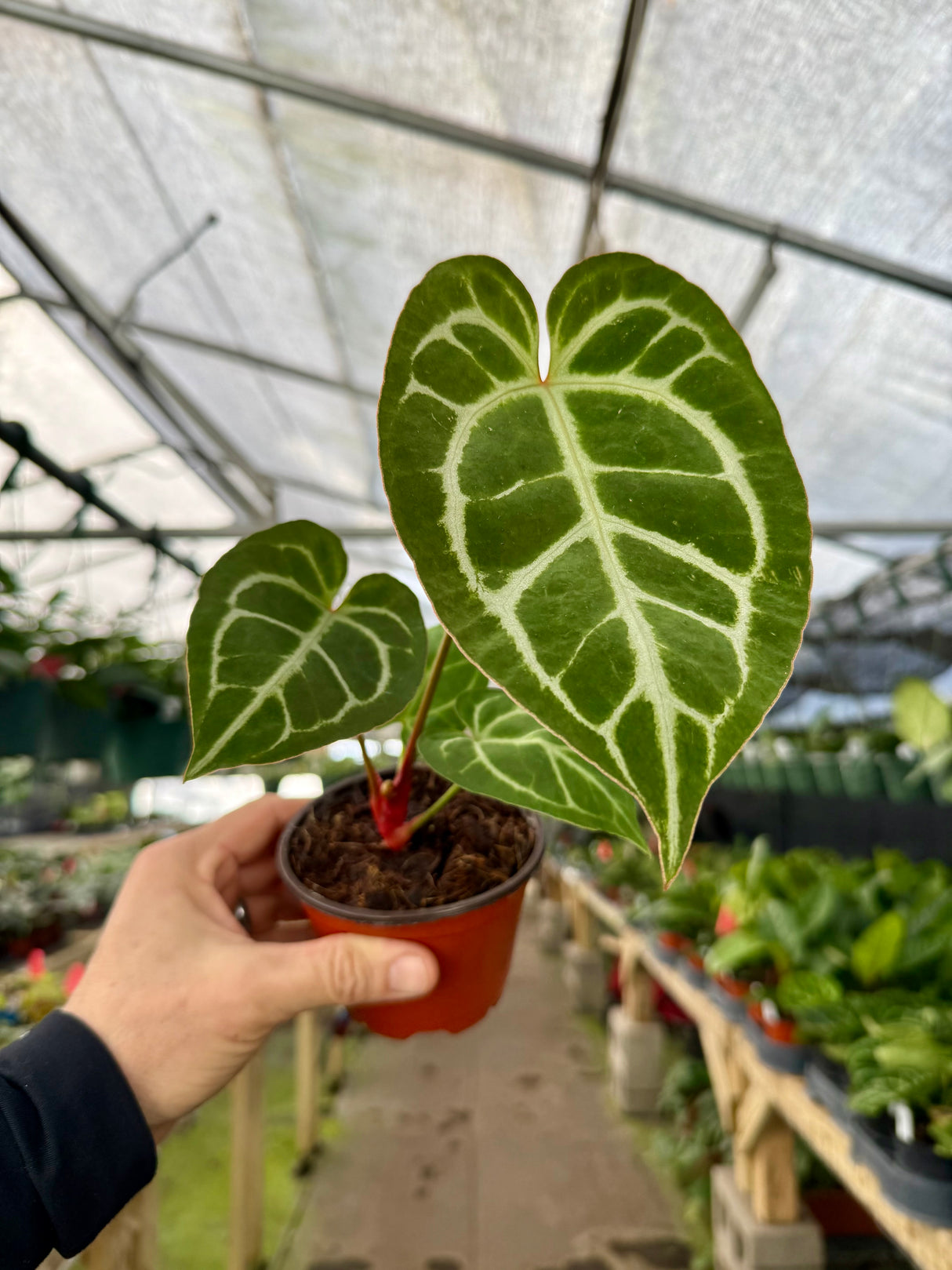 4" Anthurium crystallinum