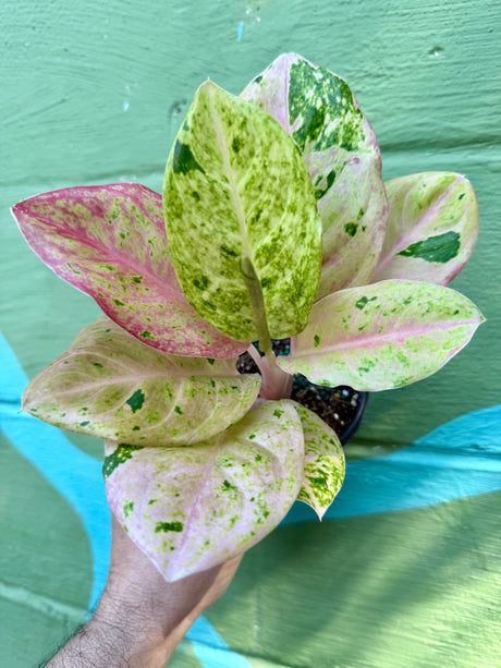 4” Aglaonema 'Pink Emerald'
