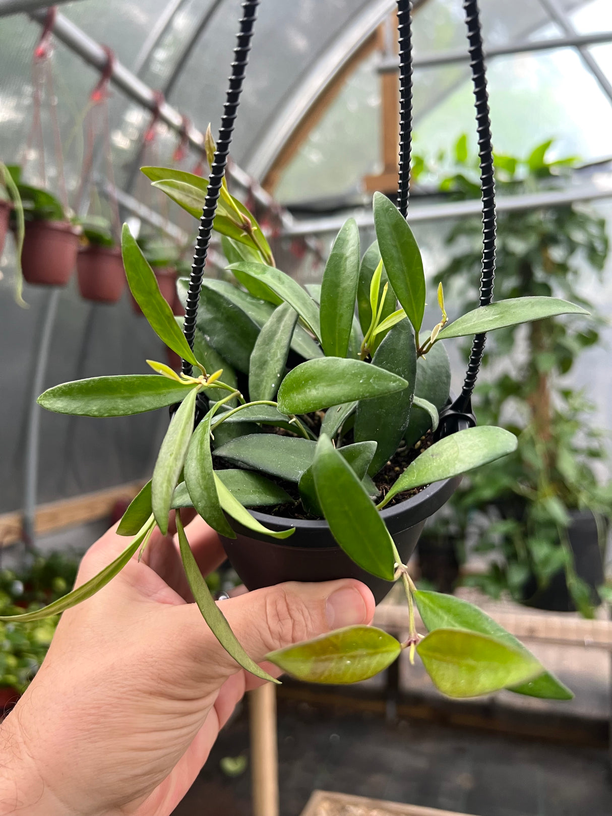 4" Hoya Rosita hanging basket