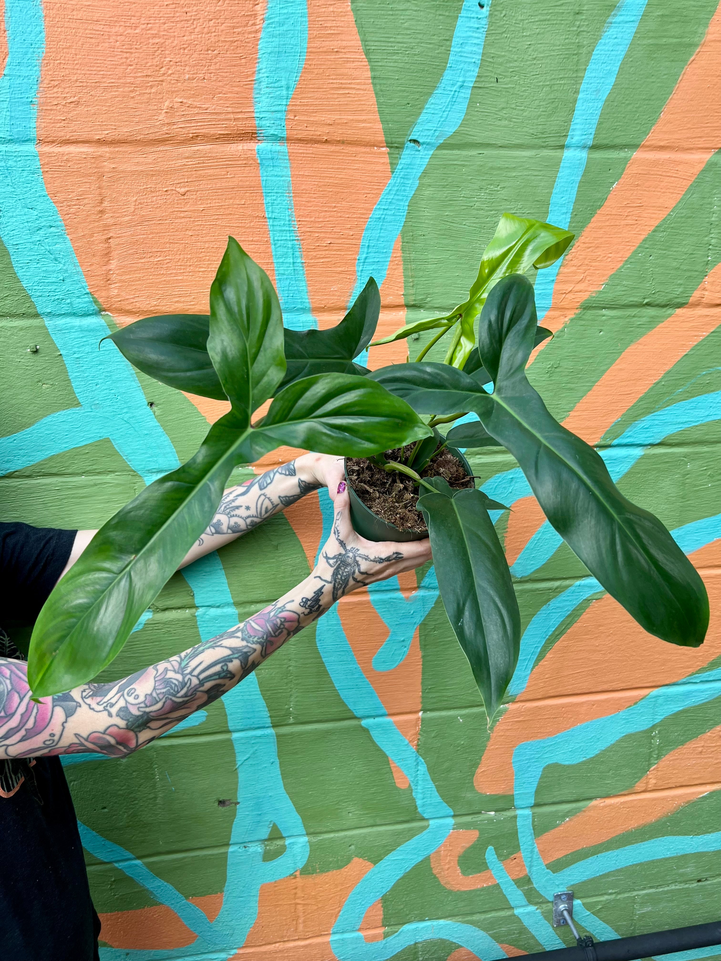 Canopy Plant Co. Philodendron