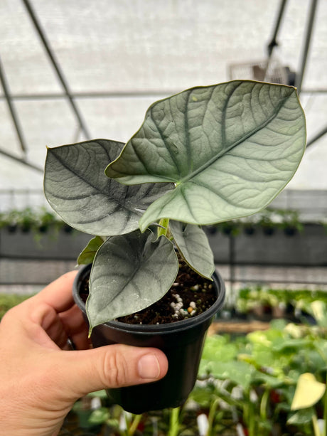 4" Alocasia Nebula