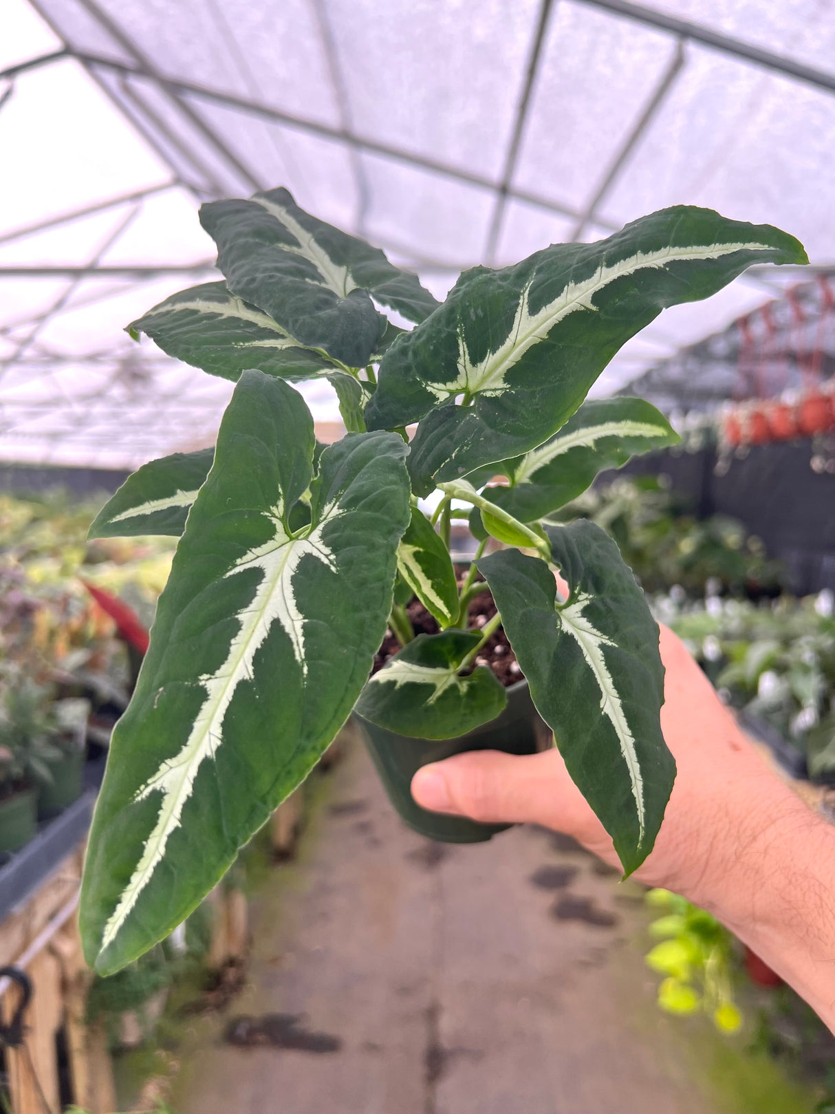 4” Syngonium wendlandii