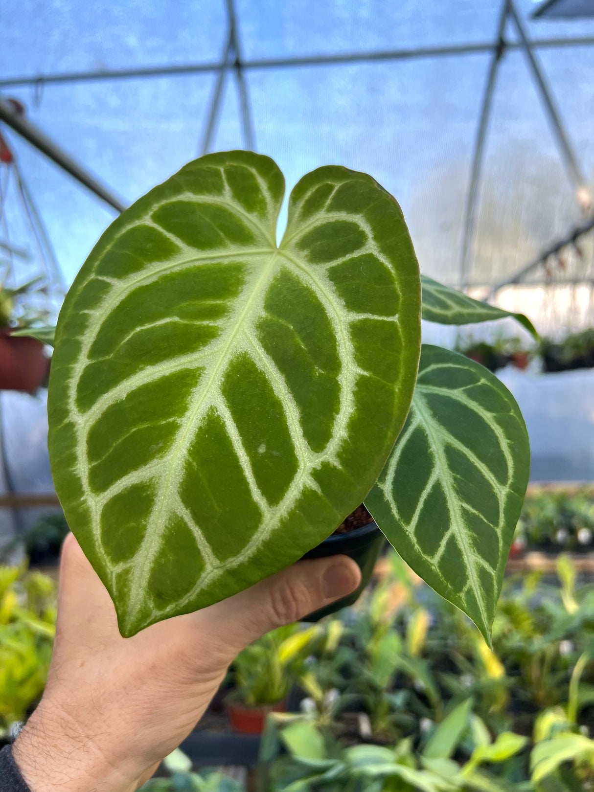 4" Anthurium Silver Blush