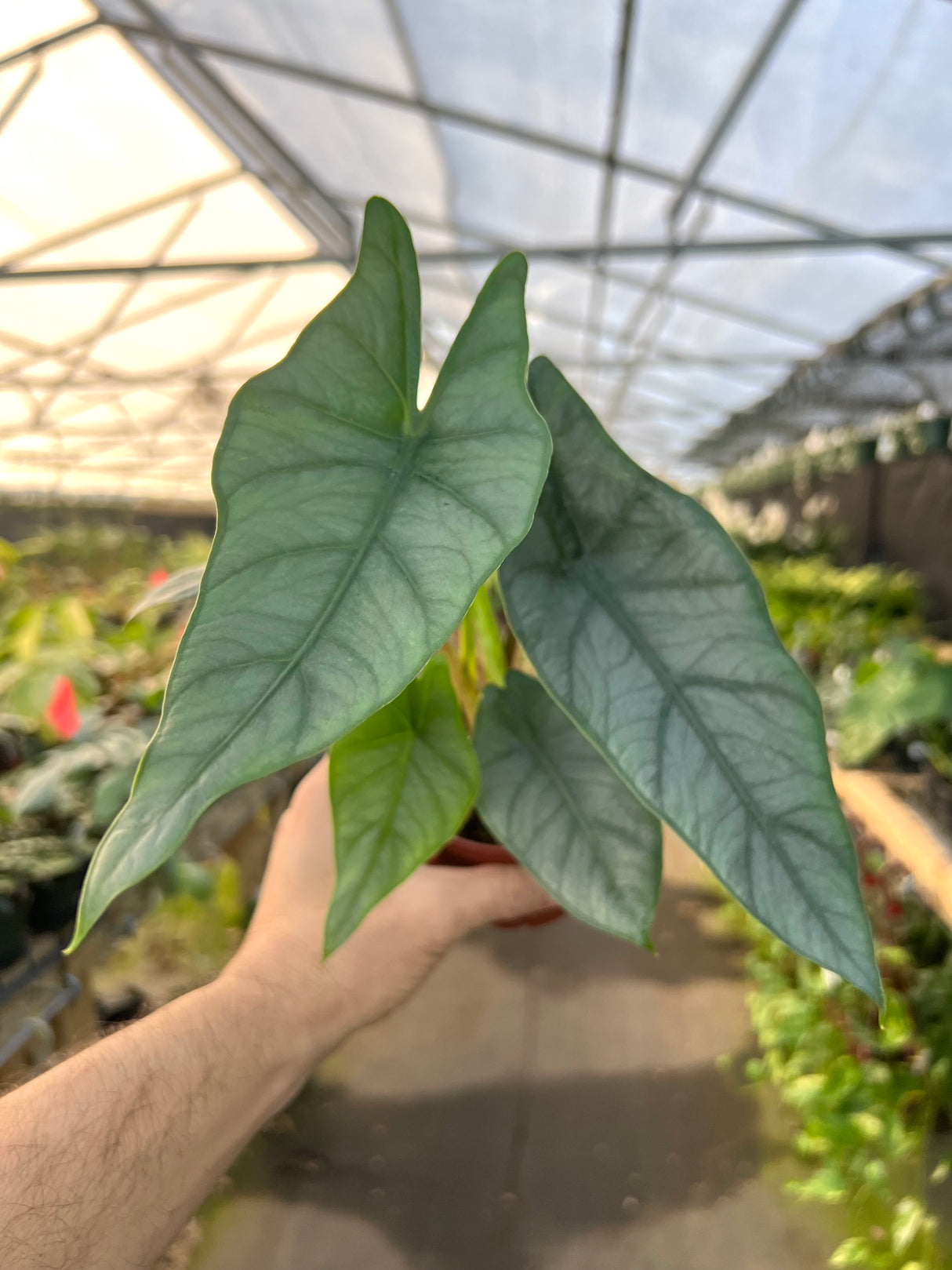 4” Alocasia Dragons Breath