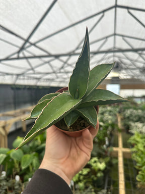 4" Sansevieria Samurai - Canopy Plant Co.