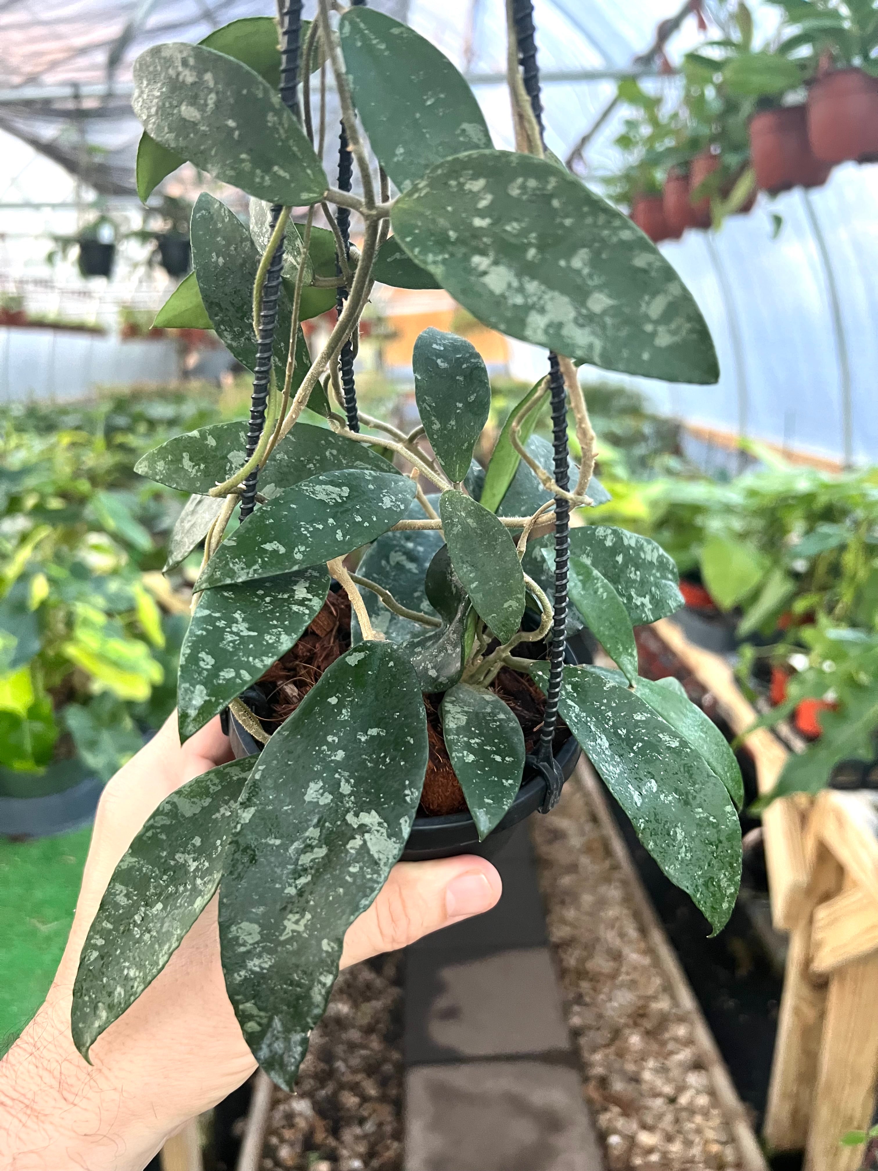 Hoya Phuwuaensis in a 4 inch pot / Peduncle / Well established buying / Beautiful Flowers / Splashy Leaves