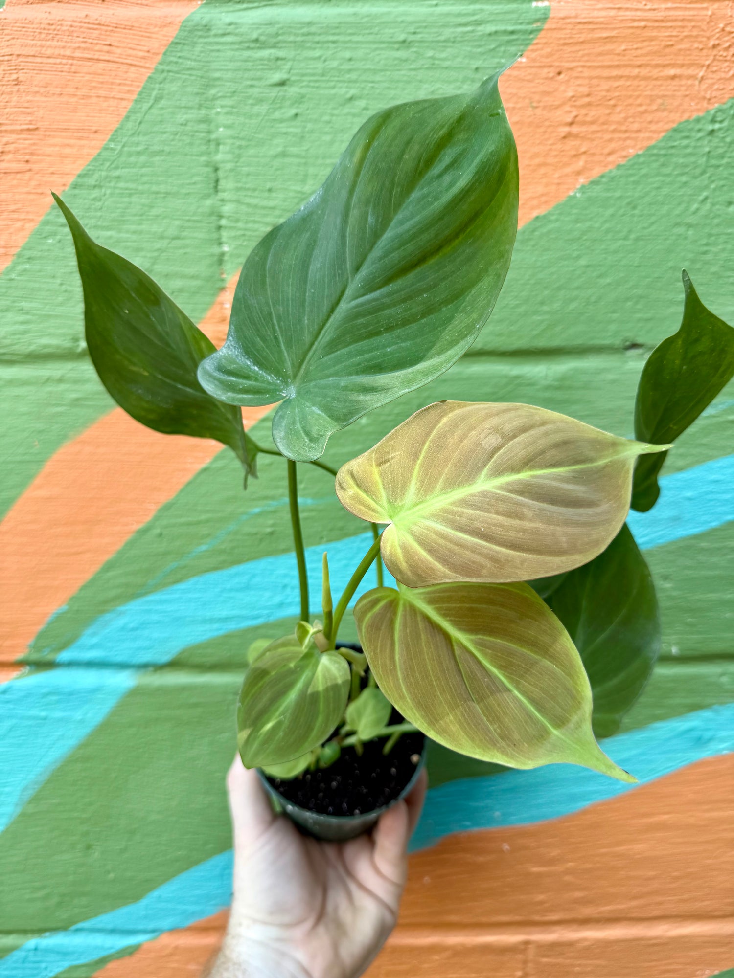 philodendron camposportoanum juvenile 4" Philodendron camposportoanum – Canopy Plant Co