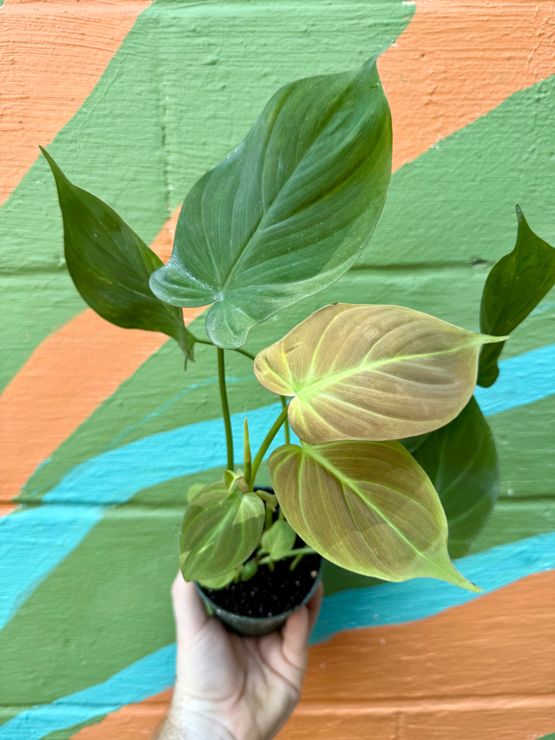 philodendron camposportoanum mature 4" Philodendron camposportoanum