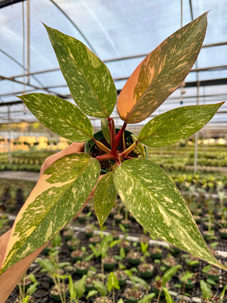 4” Philodendron 'Orange Princess cv. Sun Spot'