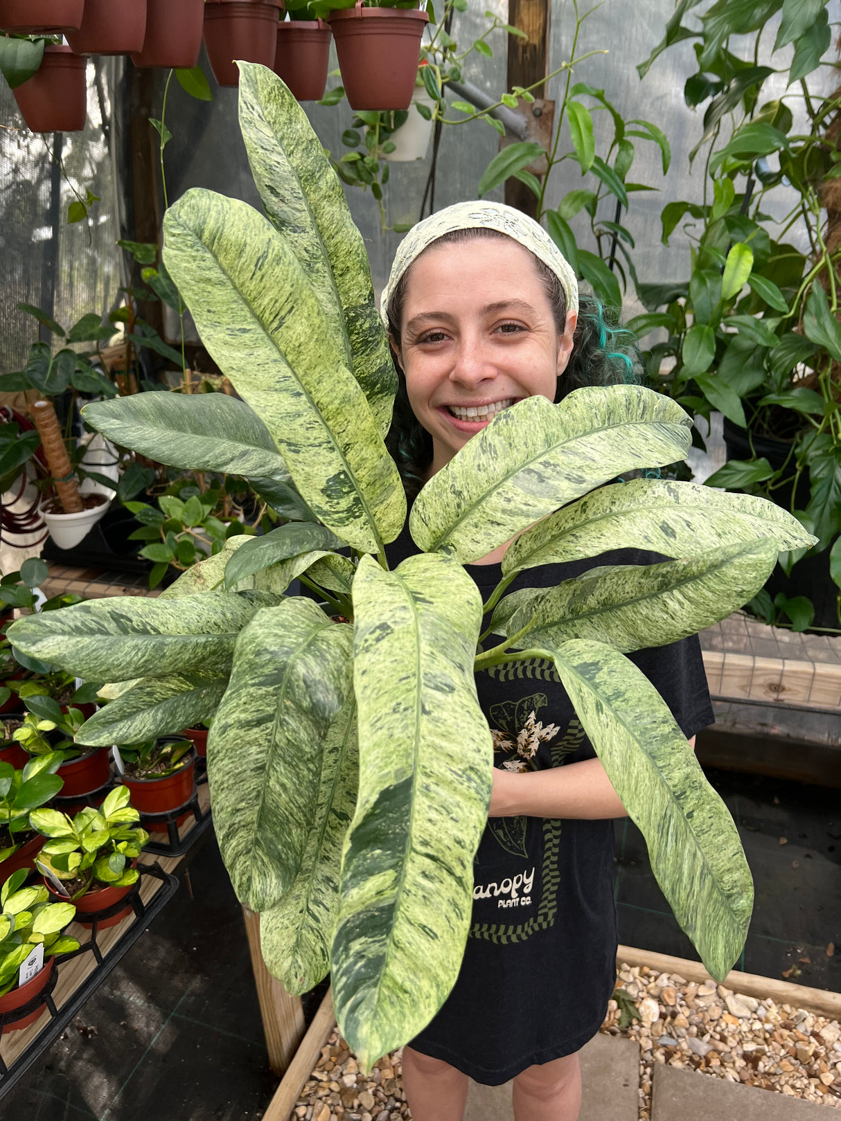 6” Epipremnum giganteum variegated