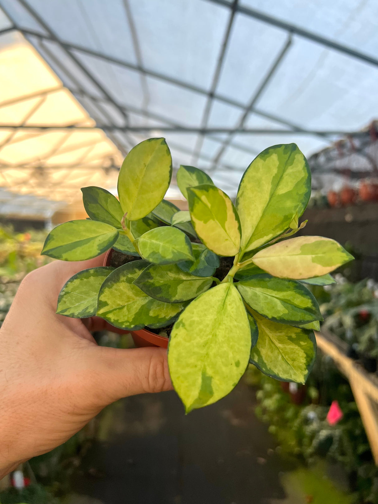 4" Hoya Lisa (variegated Australis)