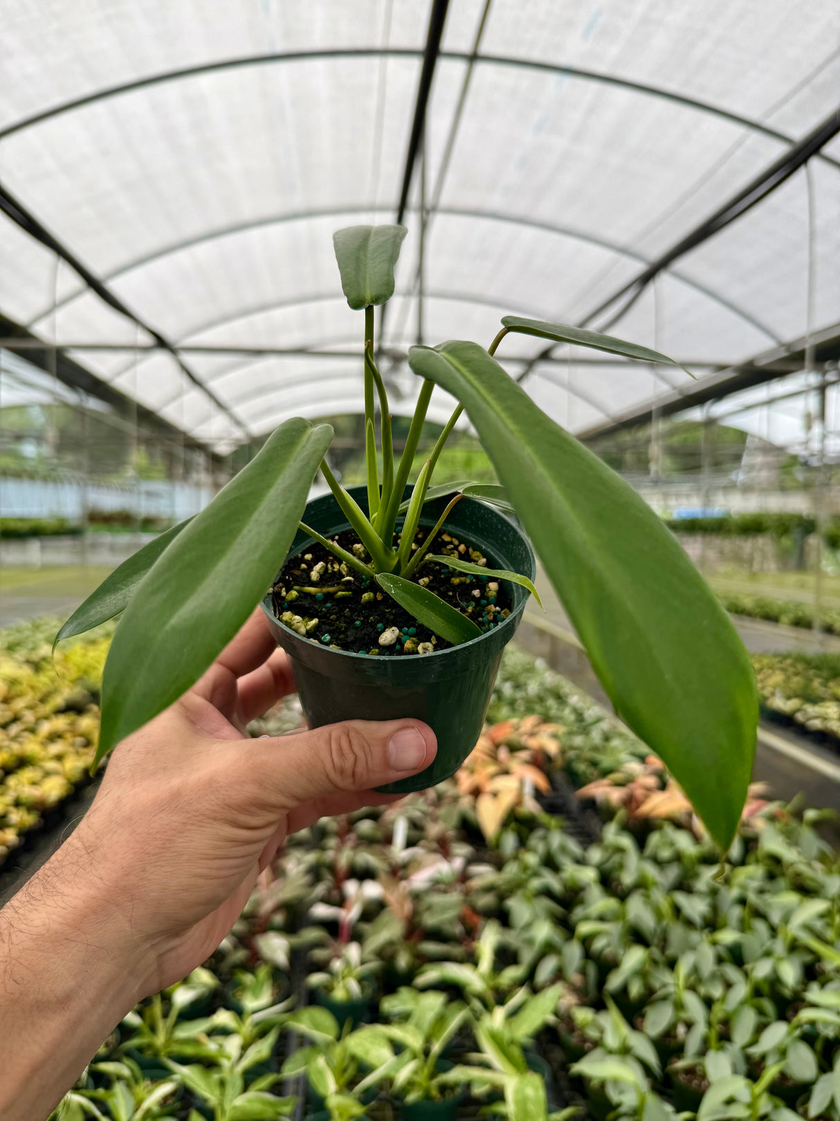 4” Philodendron ‘Joepii’