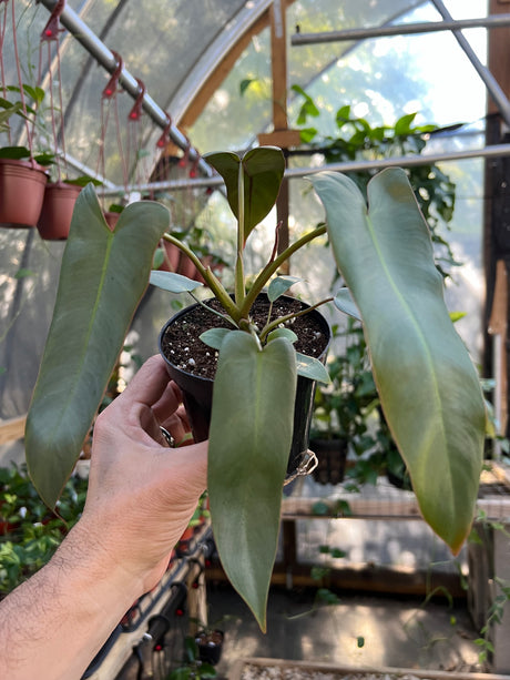 4" Philodendron atabapoense