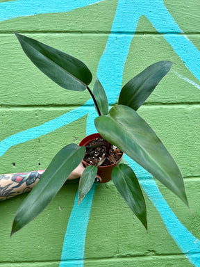 4” Philodendron ‘Majesty’ - Canopy Plant Co.
